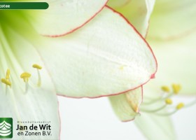 hippeastrum Picotee (4)